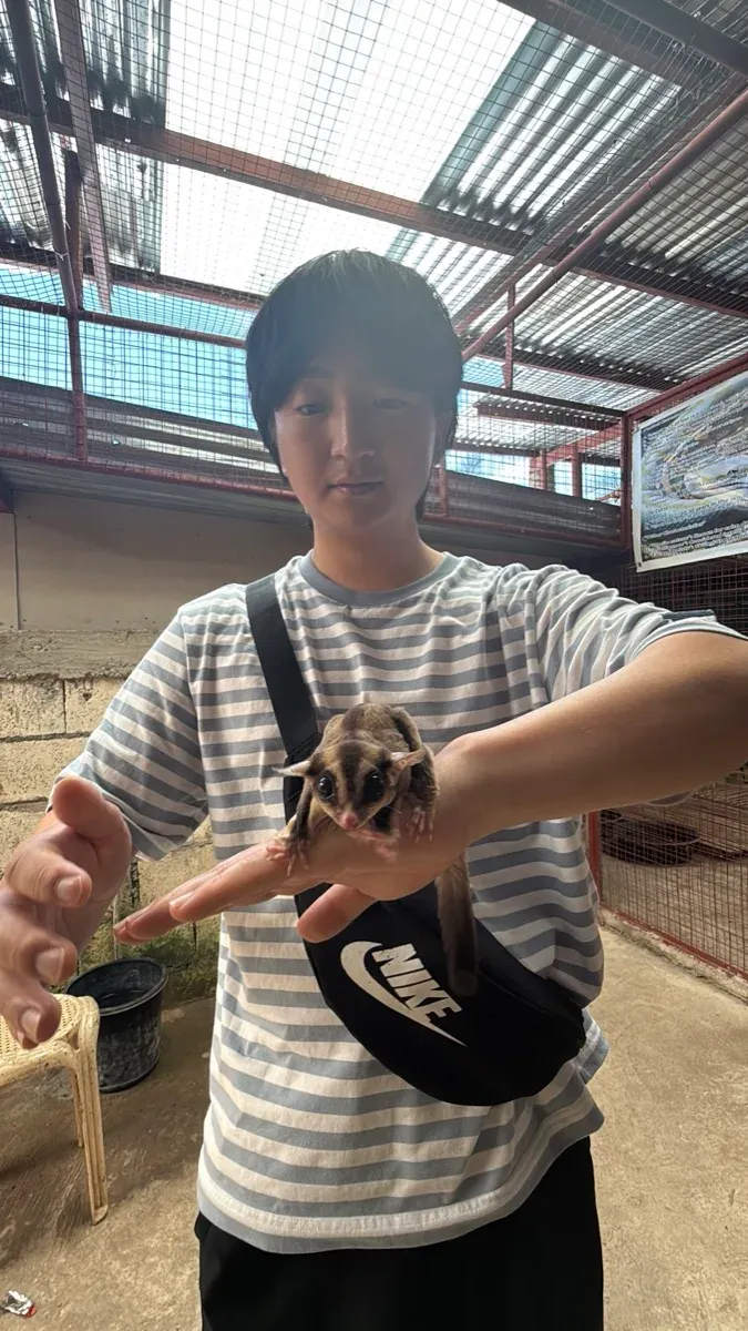 슈가글라이더