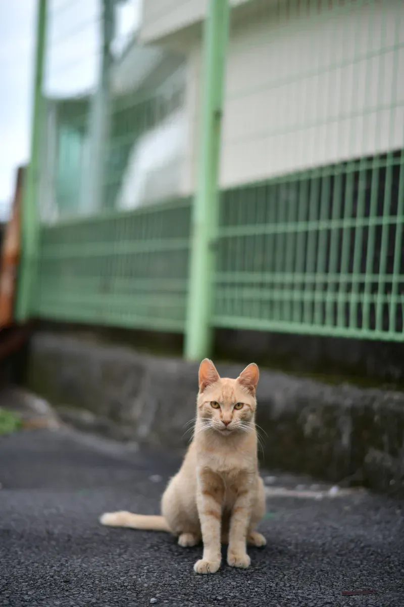 골목 고양이