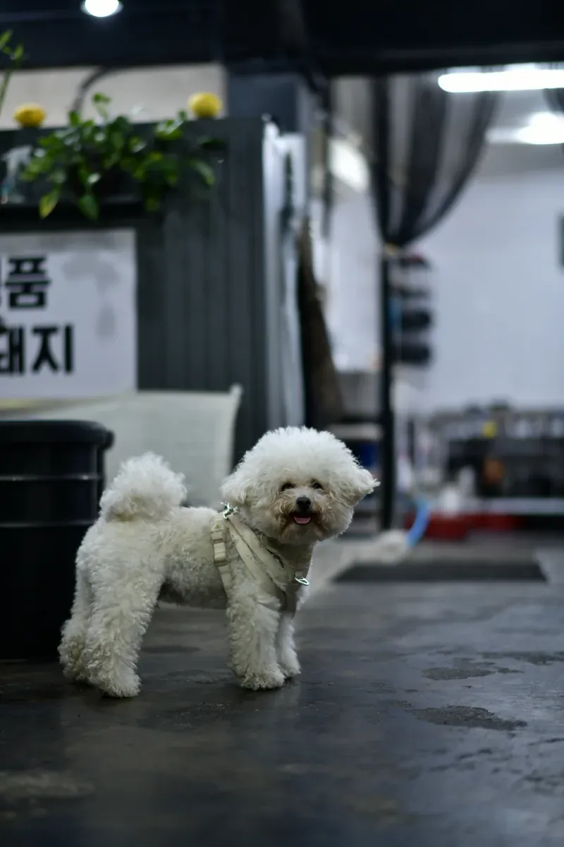 가게 앞 강아지