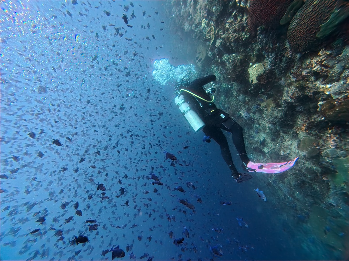 물고기 떼와 다이버