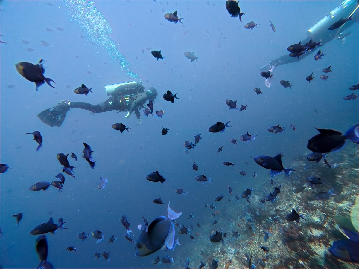 물고기 떼 속으로