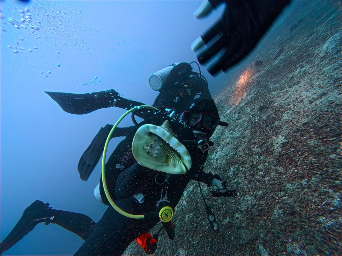 카우리 조개 발견
