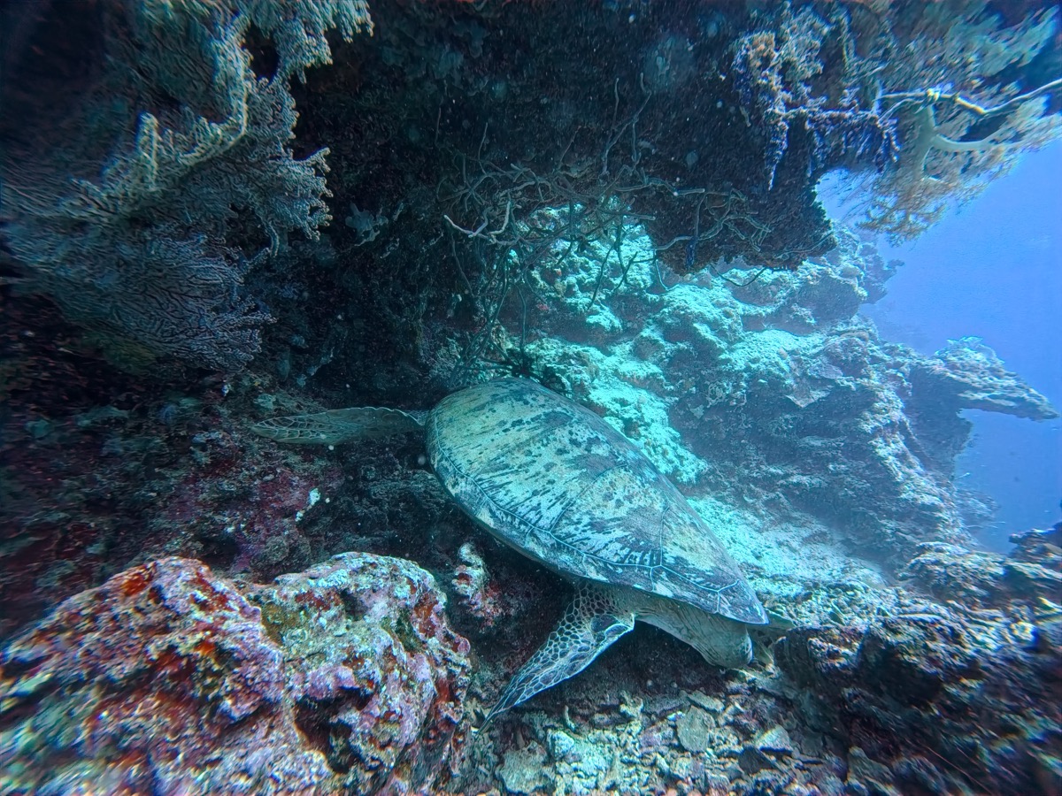 바다거북